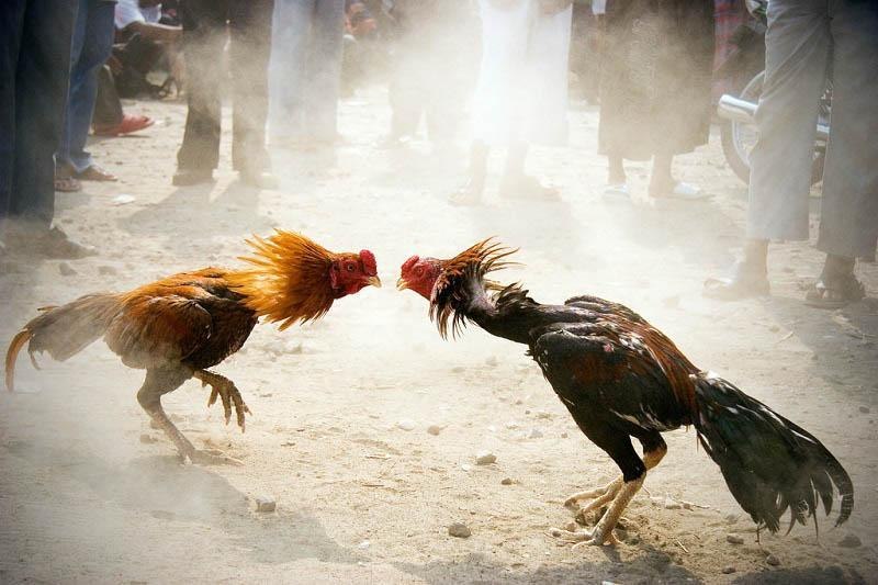 Cách chọn chiến kê cho đá gà cựa dao và cựa sắt