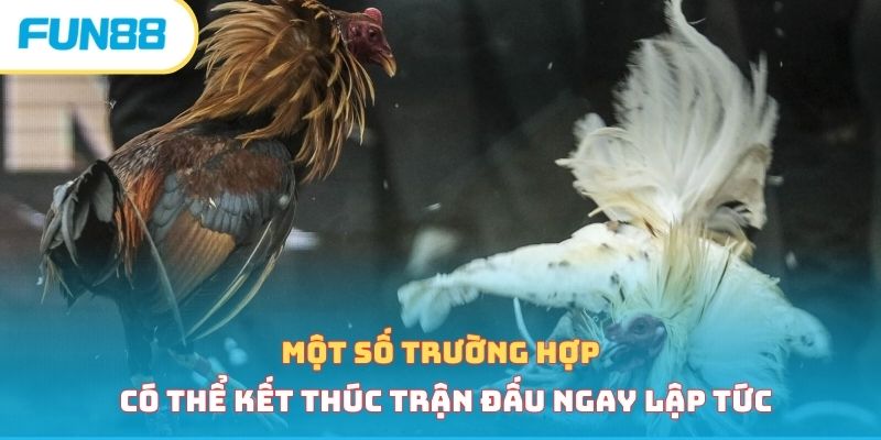 Cách xác định thắng thua trong đá gà cựa dao